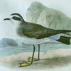 White-faced Storm-Petrel